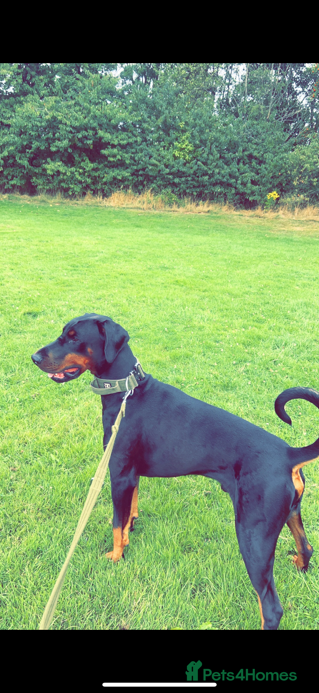 Dobermann dogs for sale: *Stunning Top/Best Bloodline Dobermanns For Sale* - Image 17
