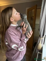 Italian Greyhound dogs - Advert 2