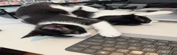 Mixed Breed cats for sale: Pair of Domestic Shorthair tuxedo kittens for sale - Advert 1