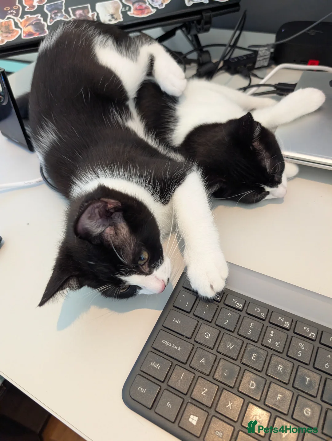 Mixed Breed cats for sale: Pair of Domestic Shorthair tuxedo kittens for sale - Advert 1