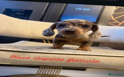 Miniature Dachshund dogs for sale: Miniature Dachshund  - Image 1