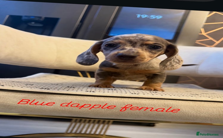 Miniature Dachshund dogs - Advert 8