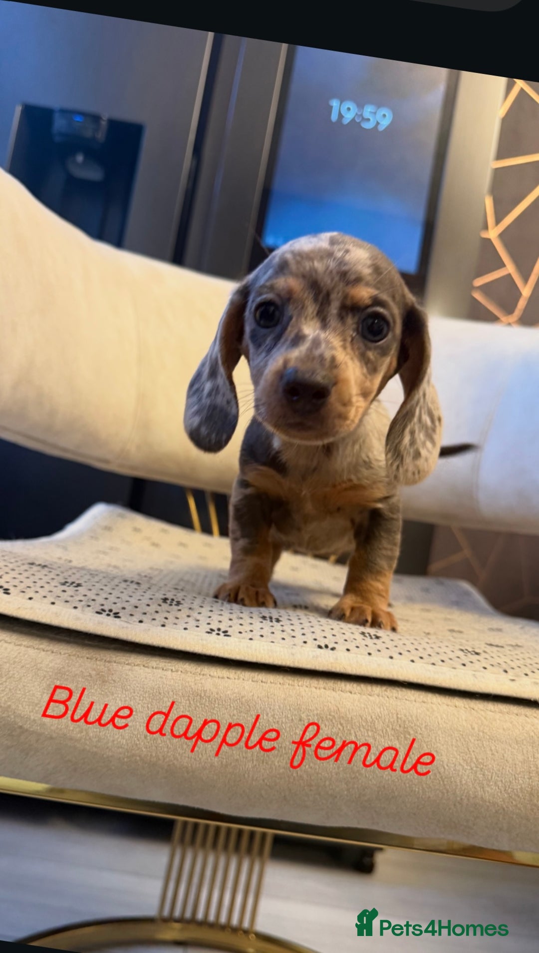Miniature Dachshund dogs for sale: Miniature Dachshund  - Image 1
