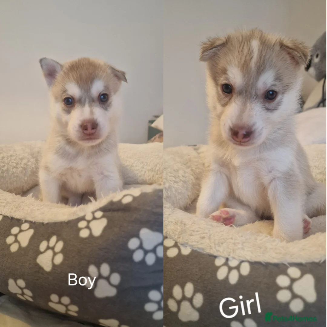 Siberian Husky dogs for sale: Syberian Husky collect 26 June  - Advert 1