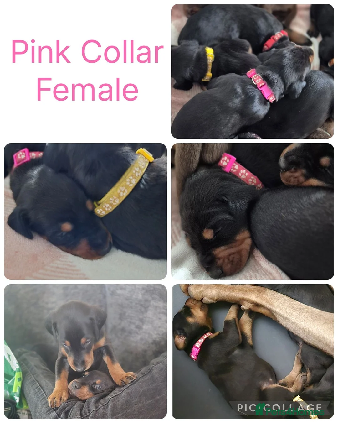 Dobermann dogs for sale: Dobermans For sale. in Oldbury - Advert 2