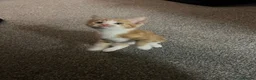 Domestic Shorthair cats for sale: 9 Gorgeous Kittens – Tabby, Ginger & Tortoiseshell - Advert 27