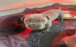 Cane Corso dogs for sale: Cane Corso puppies  - Image 6