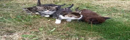 Mixed Breed cats for sale: ❤️Tiny Paws, Big Hearts Ready for Loving Home soon - Advert 26