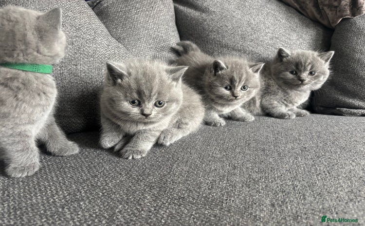 British Shorthair cats - Advert 16