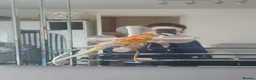 Parakeets birds for sale: **Beautiful Rare Mutation Red-Rumped Parakeet in London - Advert 7