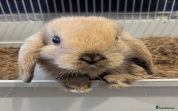 Mini Lop rabbits for sale: Pure bred mini lop doe  - Image 1