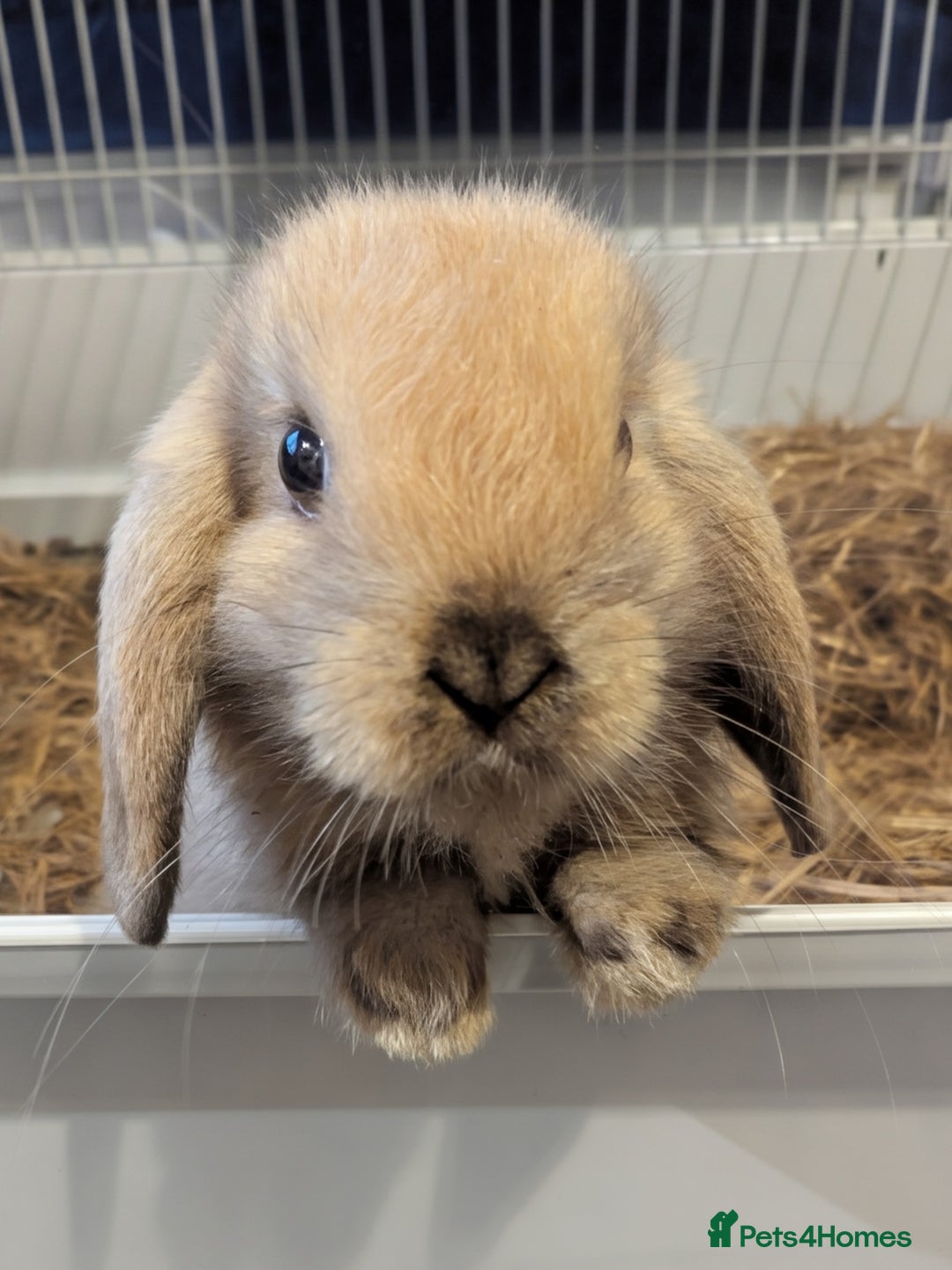 Mini Lop rabbits for sale: Pure bred mini lop doe  - Image 1