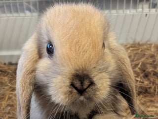 Mini Lop rabbits - Advert 23