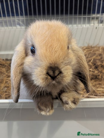 Mini Lop rabbits - Advert 11