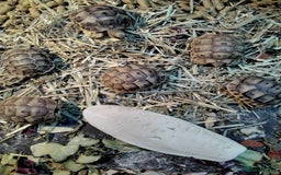 Tortoise reptiles for sale: Med spur thigh tortoise hatchlings  - Image 5