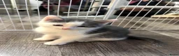 British Shorthair cats for sale: Adorable Kittens looking for a loving home  - Advert 4