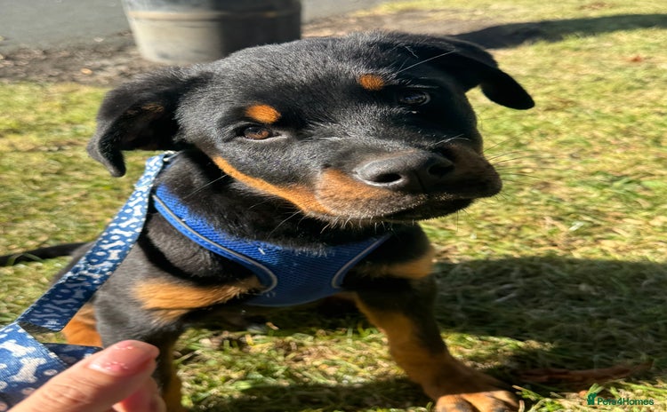 Rottweiler dogs - Advert 4