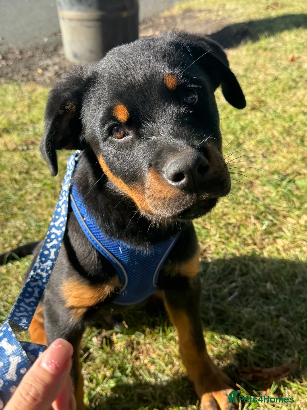 Rottweiler dogs for sale: 3 month male Rottweiler  - Image 1