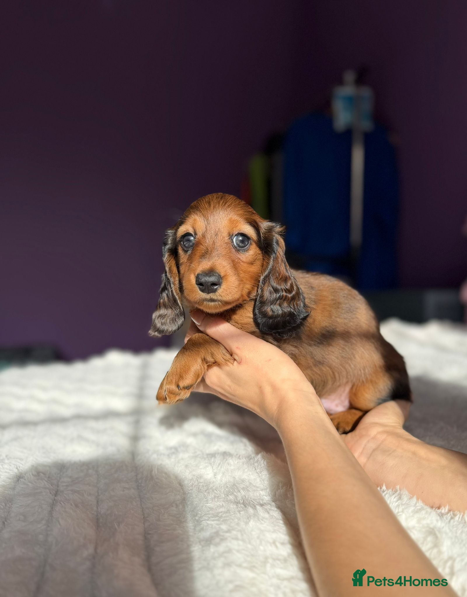 Miniature Dachshund dogs Mini Dachshund KC Reg LH Ready, champion pedigree - Advert 12