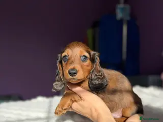 Miniature Dachshund dogs Mini Dachshund KC Reg LH Ready, champion pedigree - Advert 12