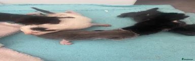 Tricks
