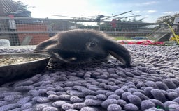 Mini Lop rabbits for sale: Female mini lops  - Image 21