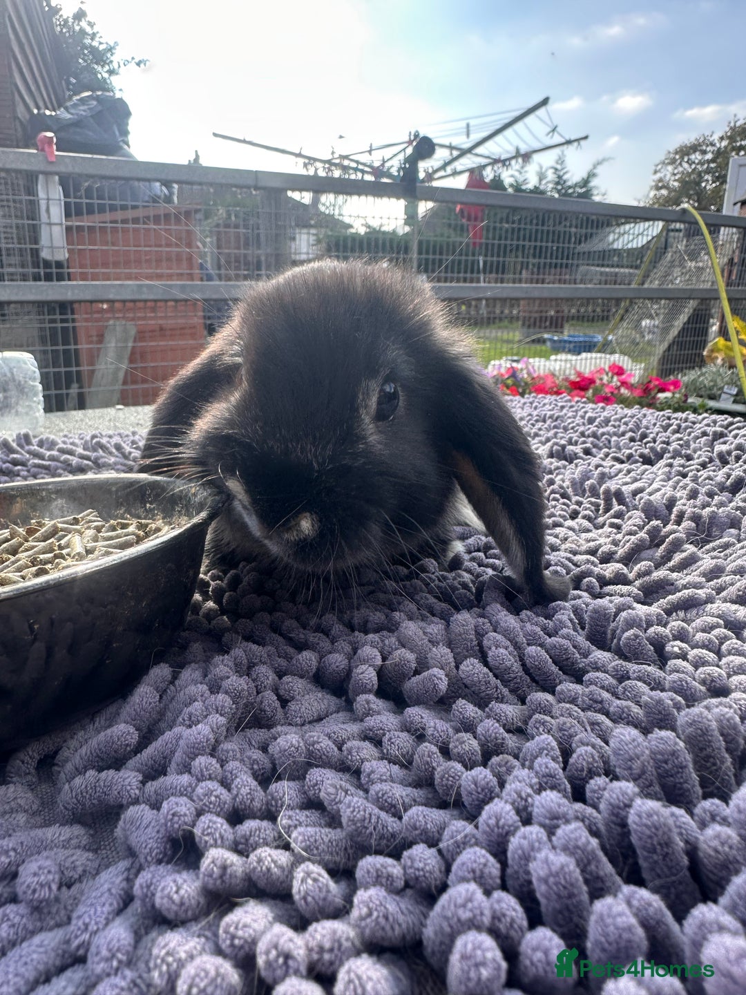 Mini Lop rabbits for sale: Female mini lops  - Image 21