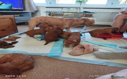 Cavapoo dogs for sale: F1B Cavapoo Red Puppies Males/Females - Image 9