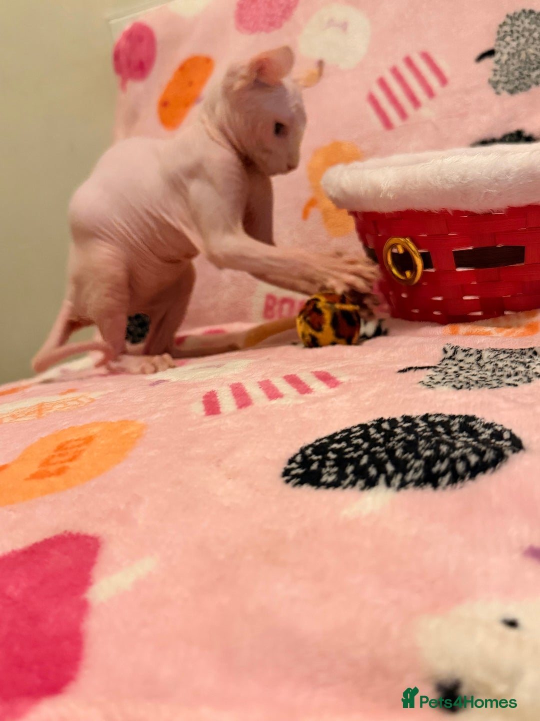 Sphynx cats for sale:  ** ✨ Exquisite Sphynx Kittens  **  - Advert 14