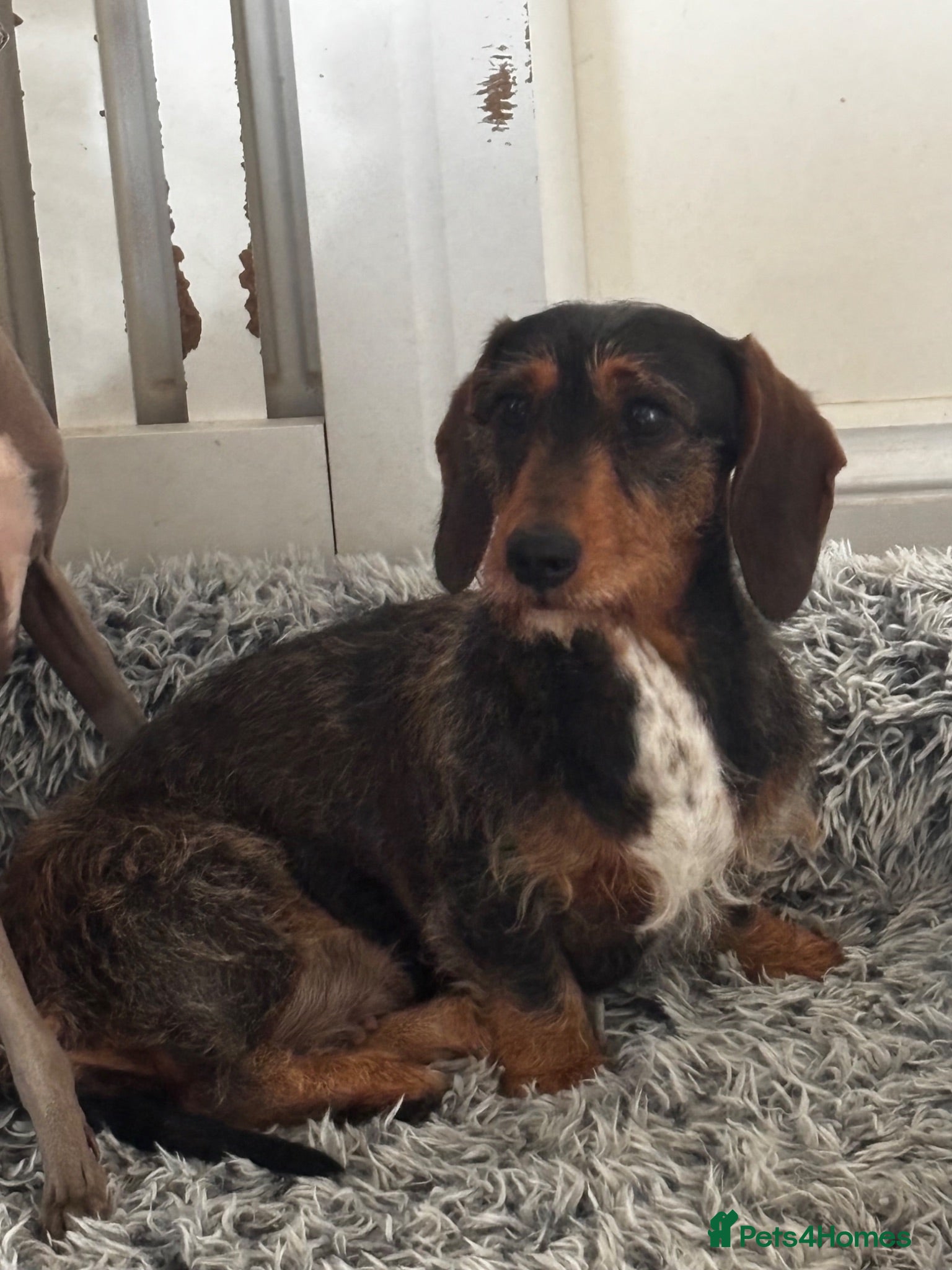 Dachshund dogs Pipsqueak is looking for a new family! - Advert 1