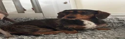 Dachshund dogs for sale: Pipsqueak is looking for a new family! - Advert 1