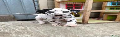 Dalmatian 5