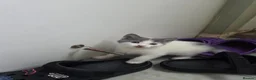 Mixed Breed cats for sale:  Grey and White Kittens  - Advert 2