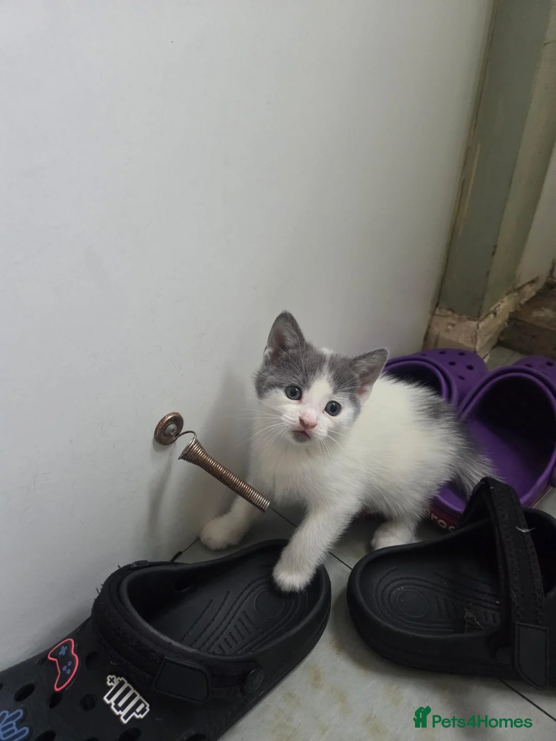 Mixed Breed cats for sale:  Grey and White Kittens  - Advert 2