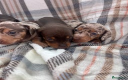 Miniature Dachshund dogs for sale: 5⭐️BREEDERS🏆KCREG🌸6GIRL💙1BOY🩺HEALTH TESTED🧬 - Image 26