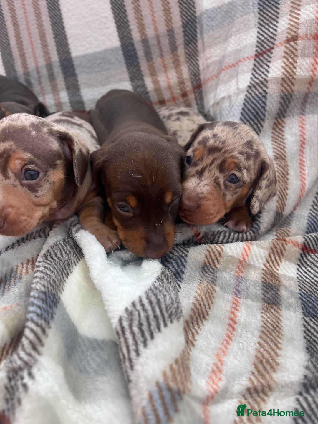 Miniature Dachshund dogs for sale: 5⭐️BREEDERS🏆KCREG🌸6GIRL💙1BOY🩺HEALTH TESTED🧬 - Image 26