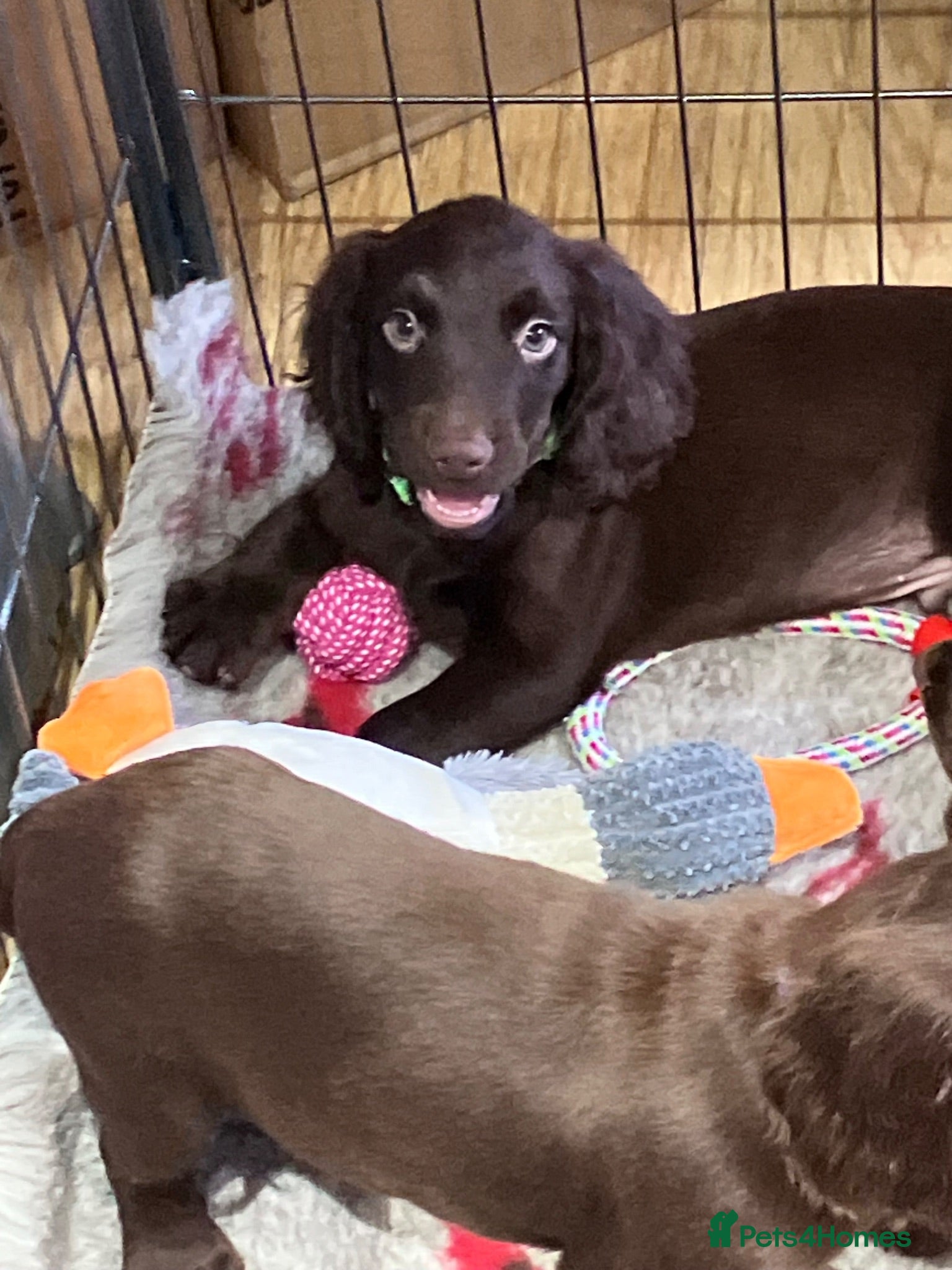Cocker Spaniel dogs Working Cocker Spaniel Pups  - Advert 2