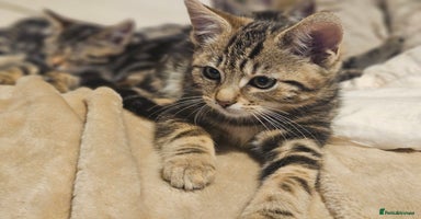 Bengal cats Adorable Half Bengal Kittens - Advert 8