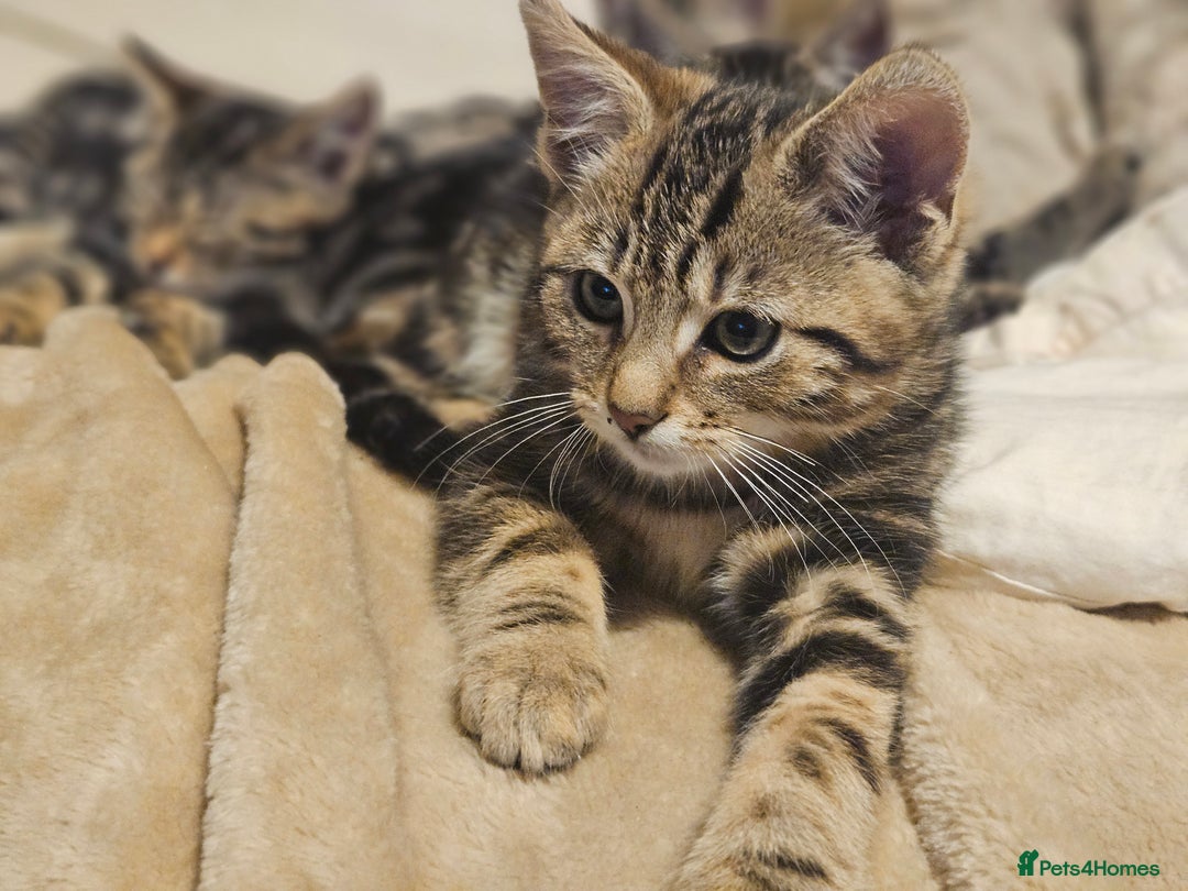 Bengal cats for sale: Adorable Half Bengal Kittens - Advert 2