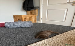 Mini Lop rabbits for sale: Mini Lop bunny - Advert 3