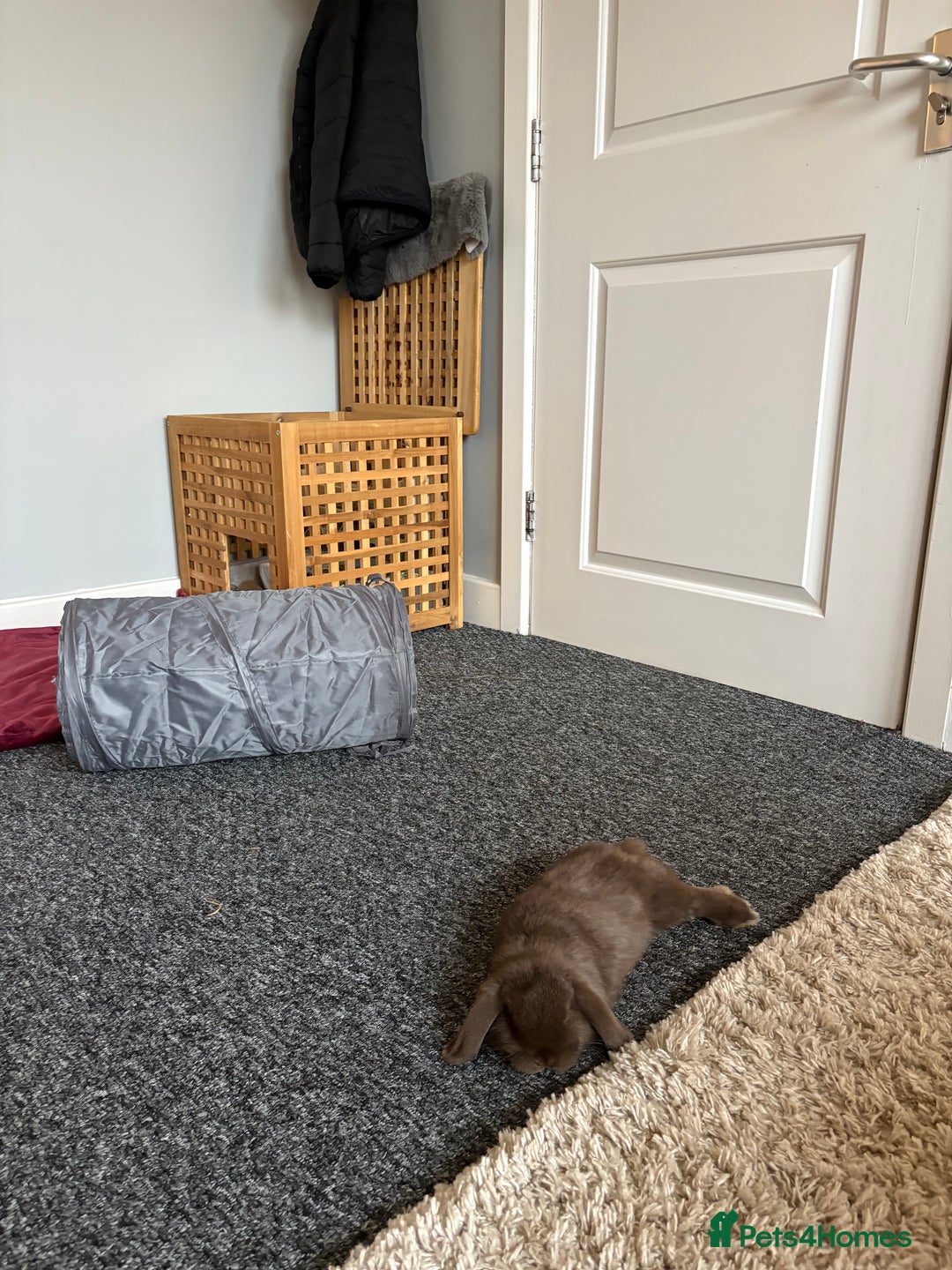 Mini Lop rabbits for sale: Mini Lop bunny - Advert 3