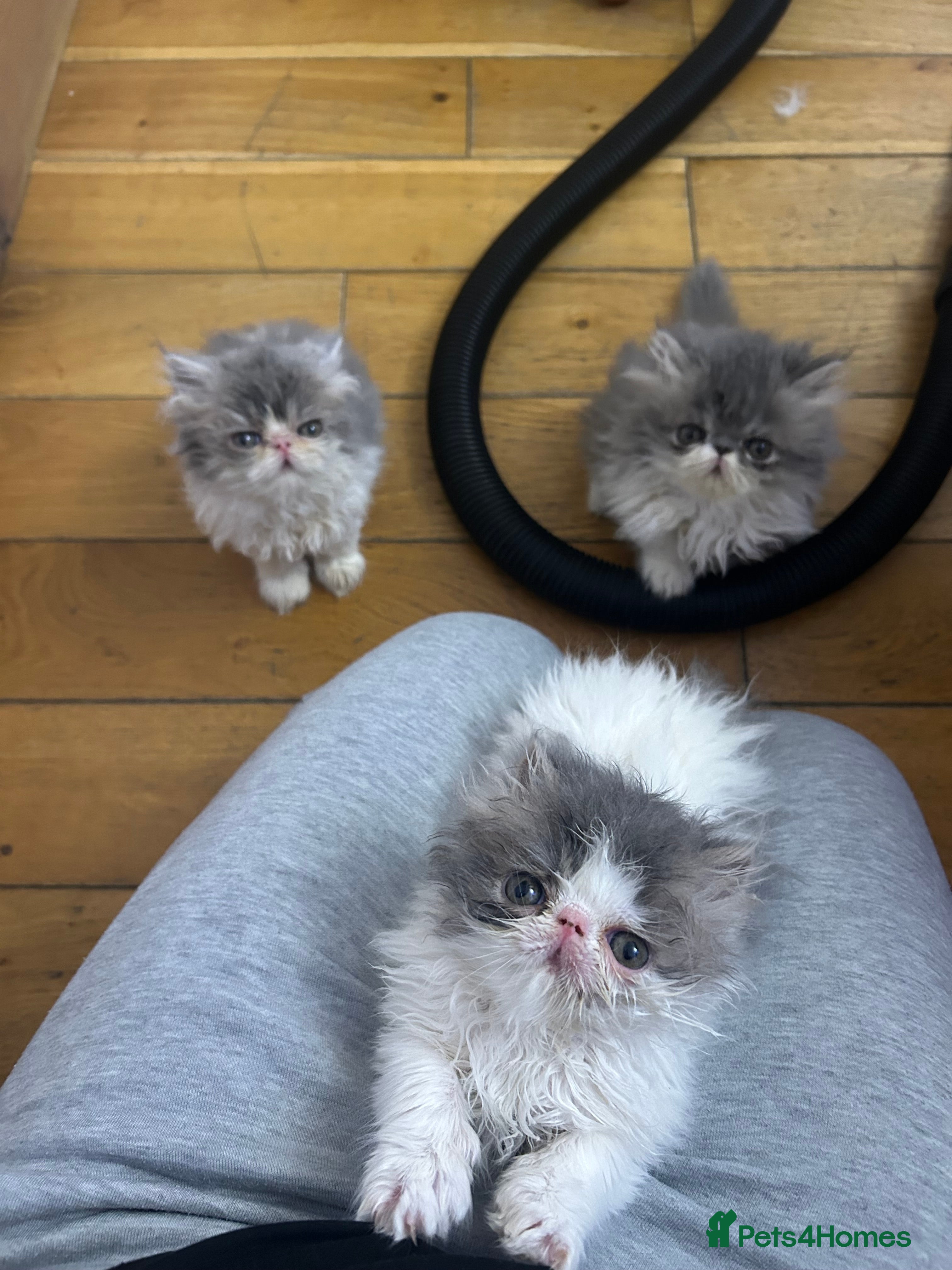 Persian cats Persian Kittens Top Quality Bloodlines - Advert 5