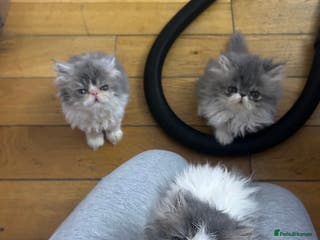 Persian cats Persian Kittens Top Quality Bloodlines - Advert 1