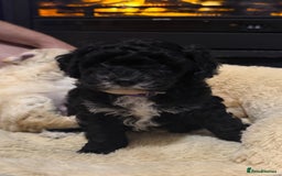Cockapoo dogs for sale: 🐾ready to leave  black and white cockapoo - Image 27