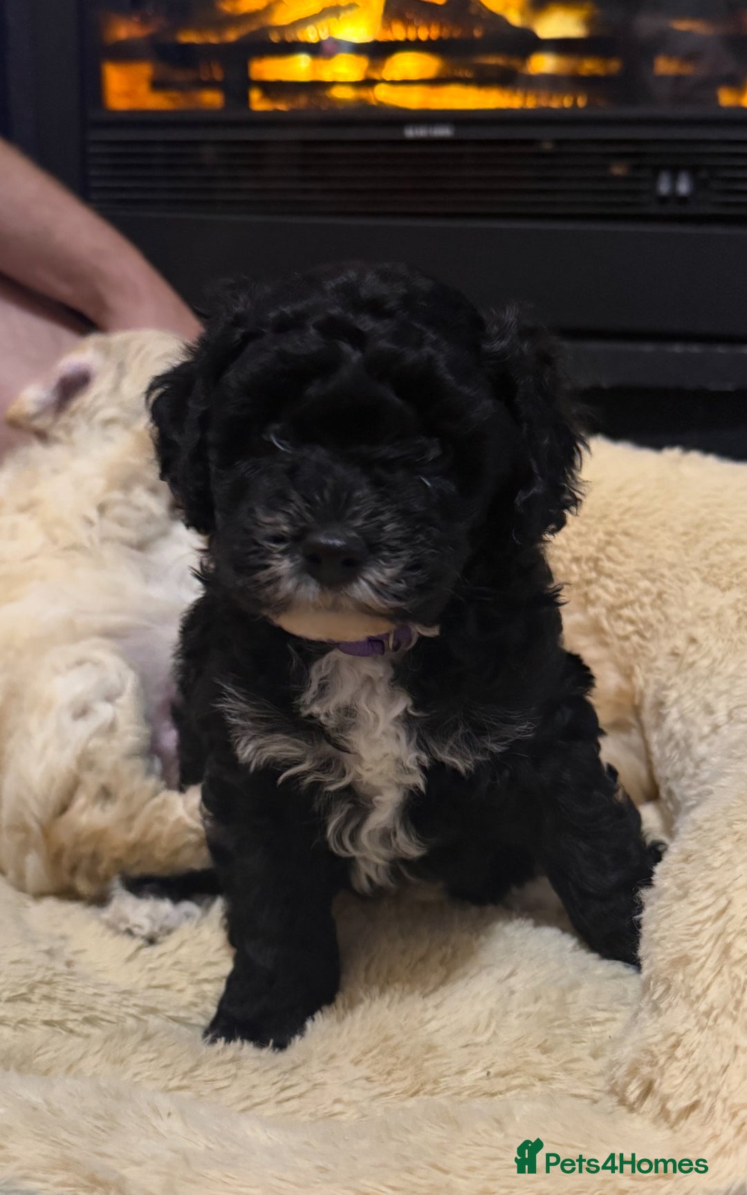 Cockapoo dogs for sale: 🐾ready to leave  black and white cockapoo - Image 27