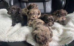 Cockapoo dogs for sale: GORGEOUS F1 MERLE COCKAPOOS HEALTH TESTED PARENTS - Image 2