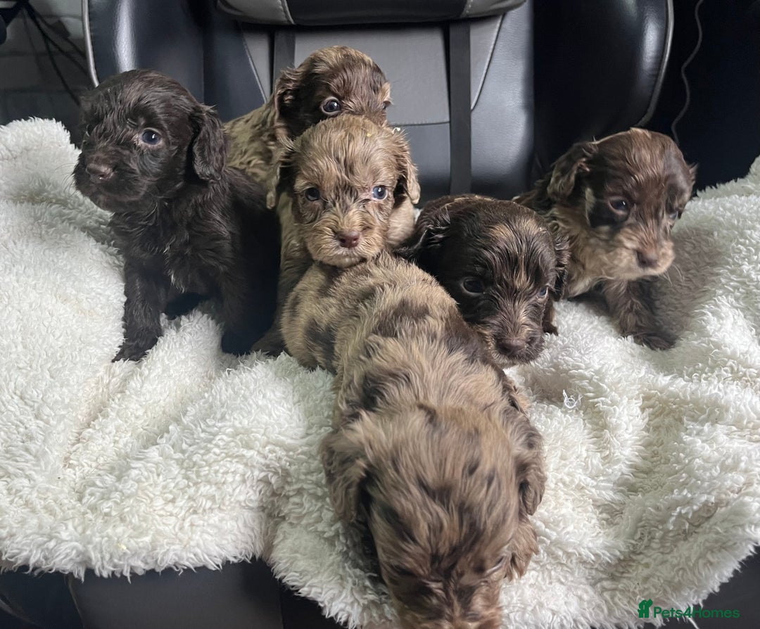 Cockapoo dogs for sale: GORGEOUS F1 MERLE COCKAPOOS HEALTH TESTED PARENTS - Image 2