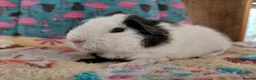 Guinea Pig rodents for sale: Baby Boars In Different Breeds  - Advert 18