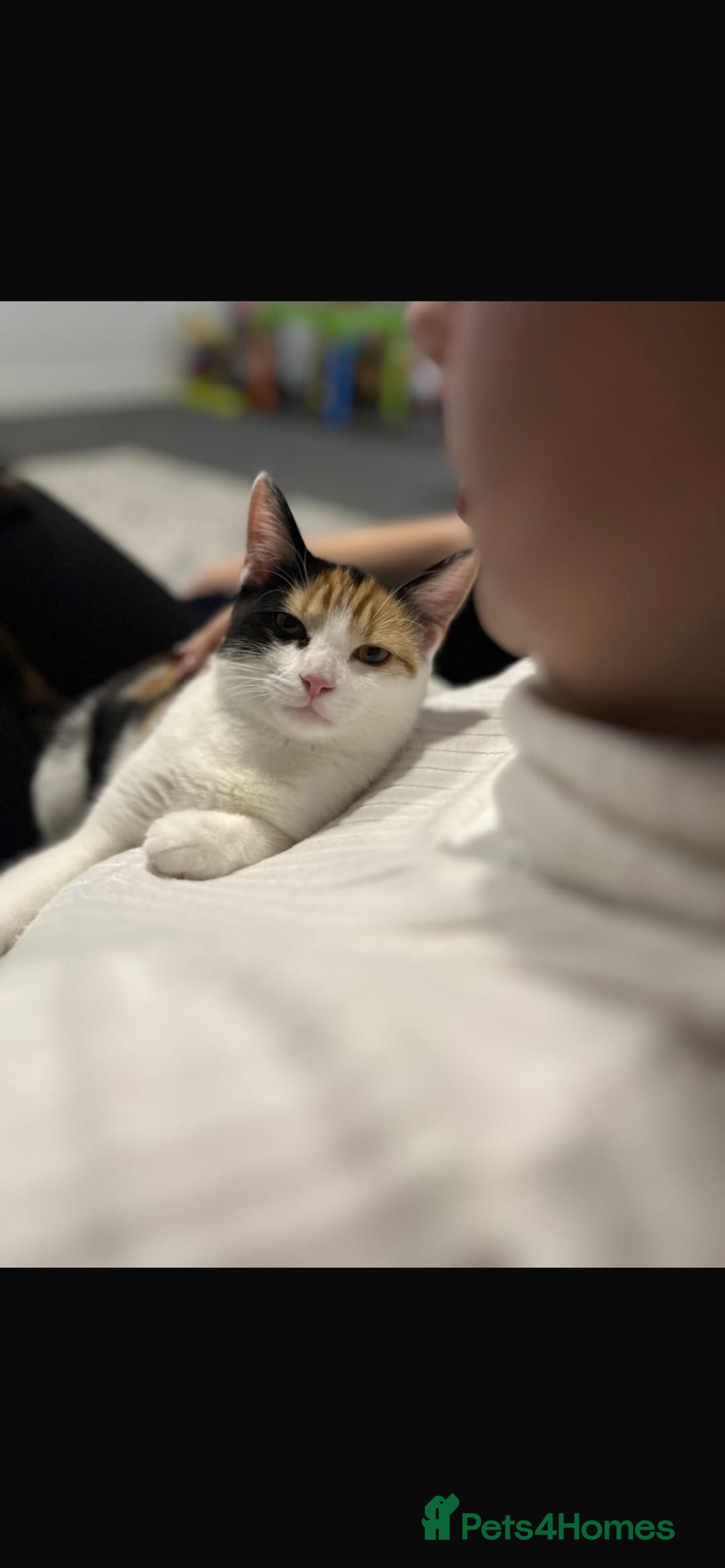 Domestic Shorthair cats for sale: female kitten - Advert 4