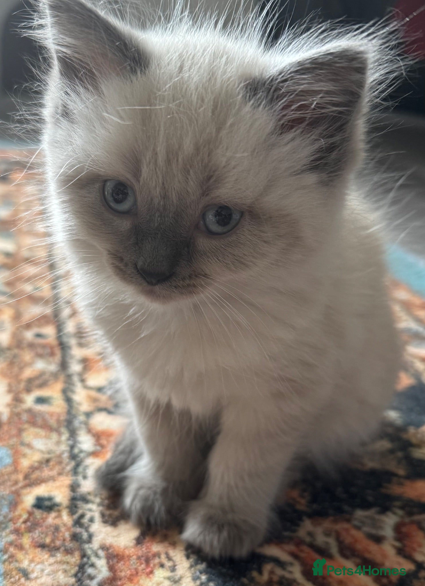 Ragdoll cats Eight-week-old Ragdoll kitten  - Advert 8
